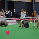 championnat de france pour le best