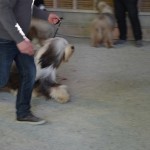 selection cac male