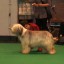 beauty_crufts